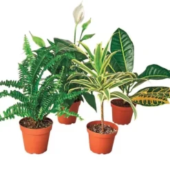 Air Purifying Potted Plant Variety, Set of 4