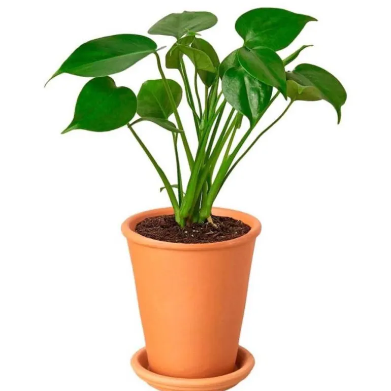 All-in-One New Plant Parent Kit