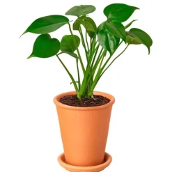 All-in-One New Plant Parent Kit