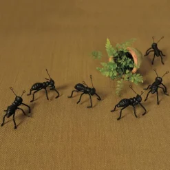 Ant Pot/ Wall Climbers, Set of 3