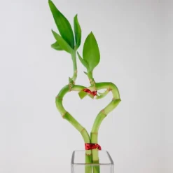 Bamboo Heart in Glass Vase
