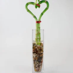 Bamboo Heart in Glass Vase