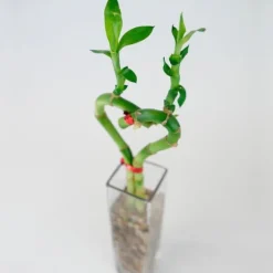 Bamboo Heart in Glass Vase
