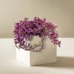 Callisia "Pink Panther" Plant in White Square Planter