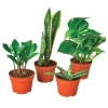 Easy-care Potted Plant Variety, Set of 4
