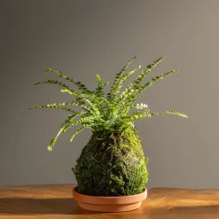 Fern Button Kokedama Ball with Saucer
