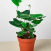 Fern Heart Live Plant, 4"Pot