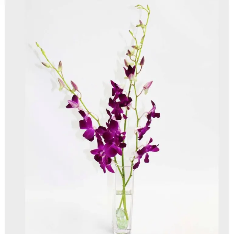 Fresh Cut Small Orchid Bunch in Glass Vase - Purple