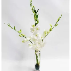 Fresh Cut Small Orchid Bunch in Glass Vase - White