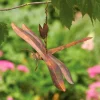 Hanging Dragonfly Ornament Sculpture