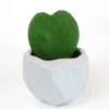 Hoya Heart Succulent Plant in White Ceramic Pot