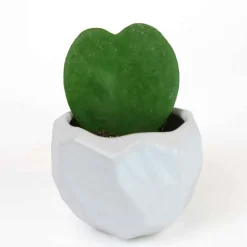 Hoya Heart Succulent Plant in White Ceramic Pot