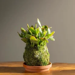 Jade Kokedama Ball with Saucer