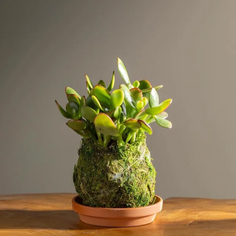 Jade Kokedama Ball with Saucer