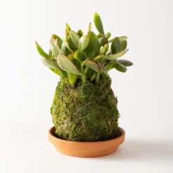 Jade Kokedama Ball with Saucer