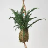 Kokedama Moss Ball Hanging Plant - Fern Jester Crown