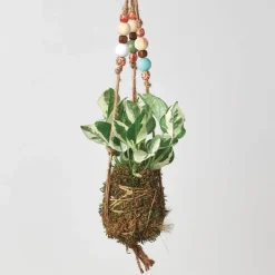 Kokedama Moss Ball Hanging Plant - Pothos Njoy