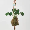 Kokedama Moss Ball Hanging Plant - Pilea