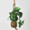 Kokedama Moss Ball Hanging Plant - Pothos Golden