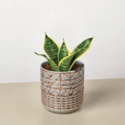 Laurentii Dwarf Live Snake Plant, 4" Pot
