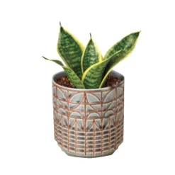 Laurentii Dwarf Live Snake Plant, 4" Pot
