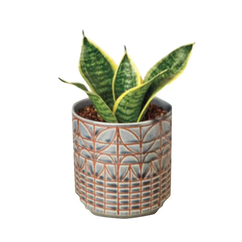 Laurentii Dwarf Live Snake Plant, 4" Pot