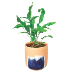 Live Blue Star Potted Fern, 4"