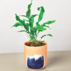 Live Blue Star Potted Fern, 4"