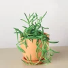 Live Fishhook Succulent, 4" Pot