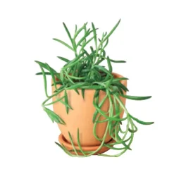 Live Fishhook Succulent, 4" Pot