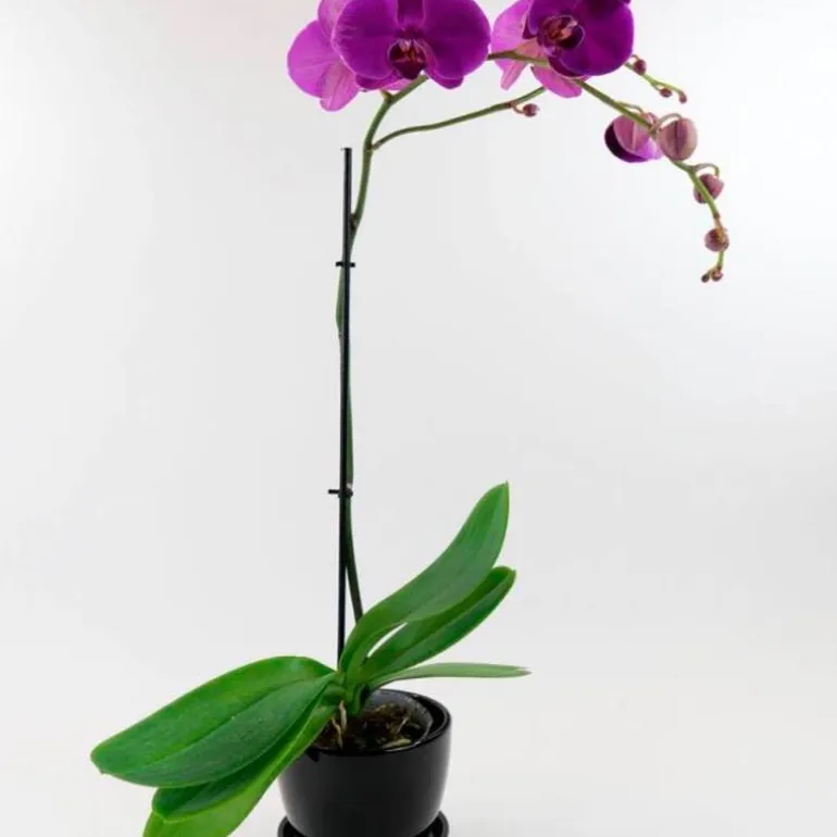 Live Phalaenopsis Orchid Plant in Black Planter - Purple