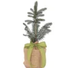Live Potted Evergreen Trees in Burlap Gift Bag - Colorado Blue Spruce