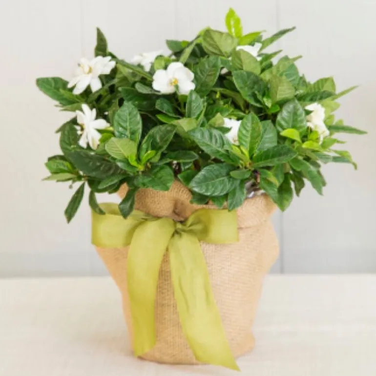 Live Potted Gardenia Plant in Burlap Gift Bag