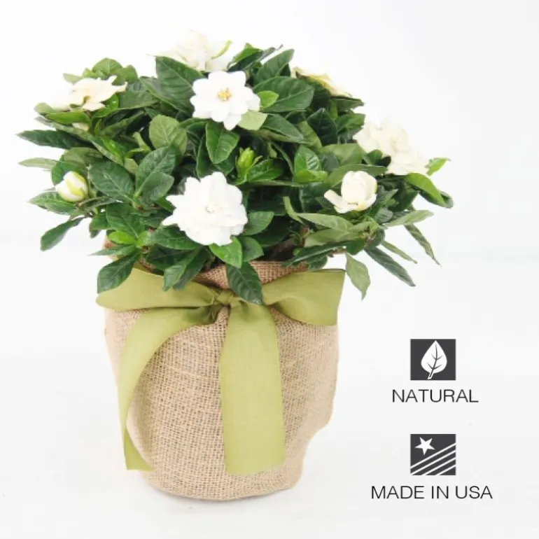 Live Potted Gardenia Plant in Burlap Gift Bag