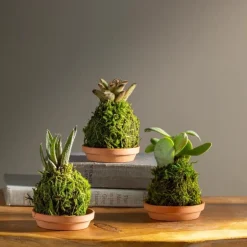 Mini Plant Kokedama Moss Ball Trio, Set of 3