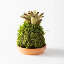 Mini Plant Kokedama Moss Ball Trio, Set of 3
