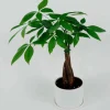 Money Tree Plant in White Ceramic Planter
