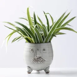 Mr. Pot with Spider Plant