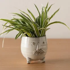 Mr. Pot with Spider Plant