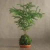 Norfolk Pine Kokedama