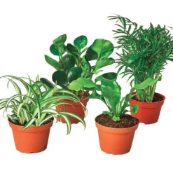 Pet-Friendly Potted Plant Variety, Set of 4