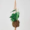Philodendron 'Brasil' Kokedama Moss Ball Hanging Plant