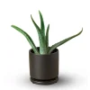Potted Aloe Vera Plant