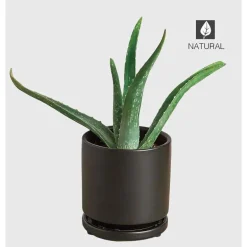 Potted Aloe Vera Plant