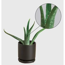 Potted Aloe Vera Plant