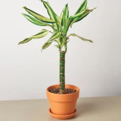 Potted Dracaena Sted Sol Cane, 4" Pot