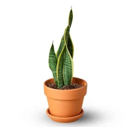 Potted Laurentii Snake Plant