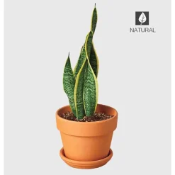 Potted Laurentii Snake Plant