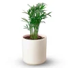 Potted Parlor Palm Plant