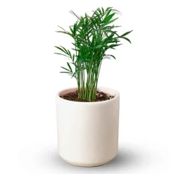 Potted Parlor Palm Plant